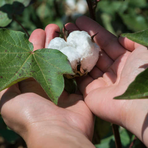 100% organic ring spun cotton wicks tested by the Oekotex Standard